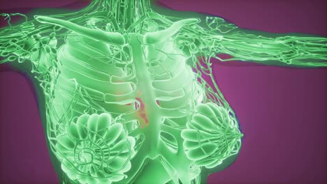 Mammographie-Röntgenbildgebung-Zur-Brustkrebsdiagnose